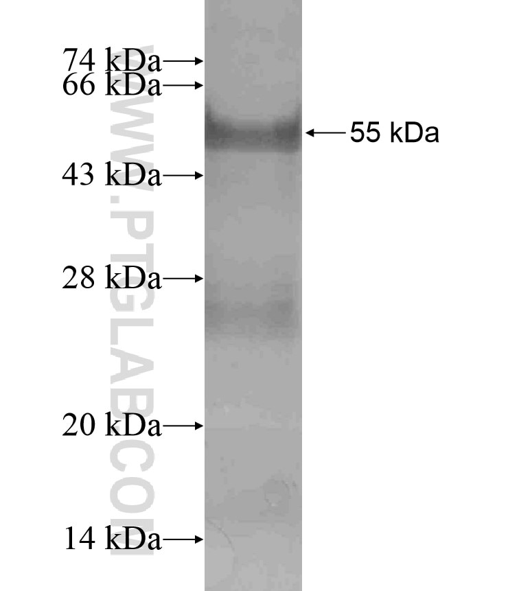 MIF4GD fusion protein Ag17931 SDS-PAGE