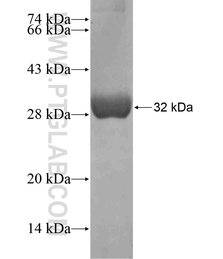 MIF4GD fusion protein Ag18022 SDS-PAGE