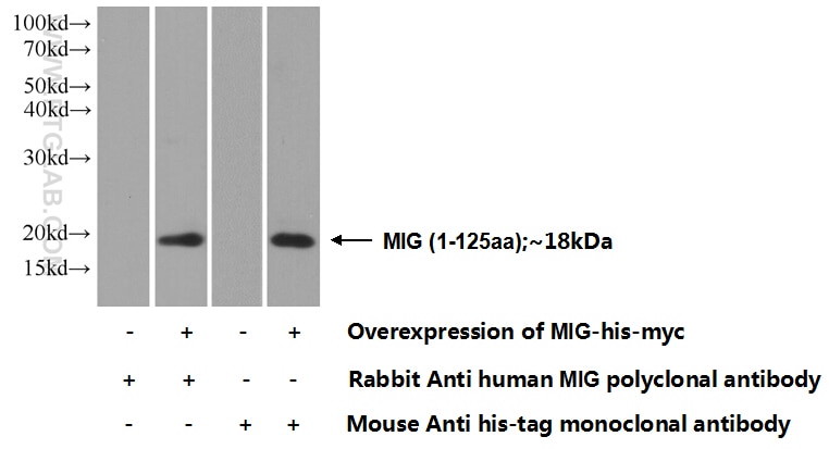 CXCL9/MIG Polyclonal antibody