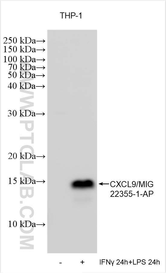 Western Blot (WB) analysis of various lysates using CXCL9/MIG Polyclonal antibody (22355-1-AP)