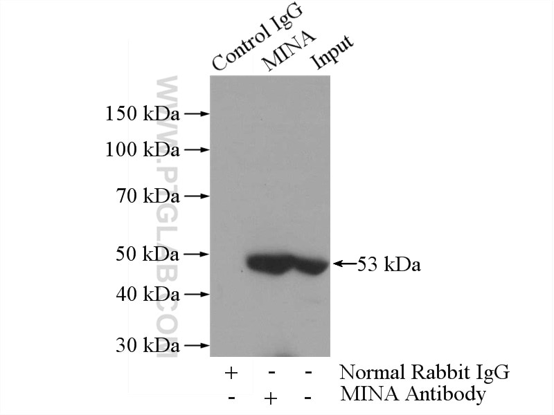 Immunoprecipitation (IP) experiment of HEK-293 cells using MINA Polyclonal antibody (12214-1-AP)
