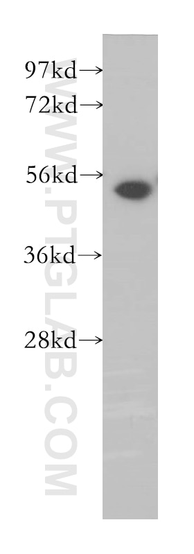 Western Blot (WB) analysis of HEK-293 cells using MINA Polyclonal antibody (12214-1-AP)