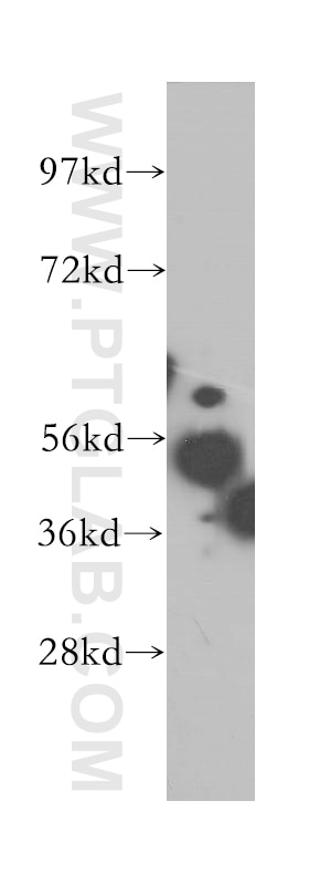Western Blot (WB) analysis of mouse liver tissue using MINA Polyclonal antibody (12214-1-AP)
