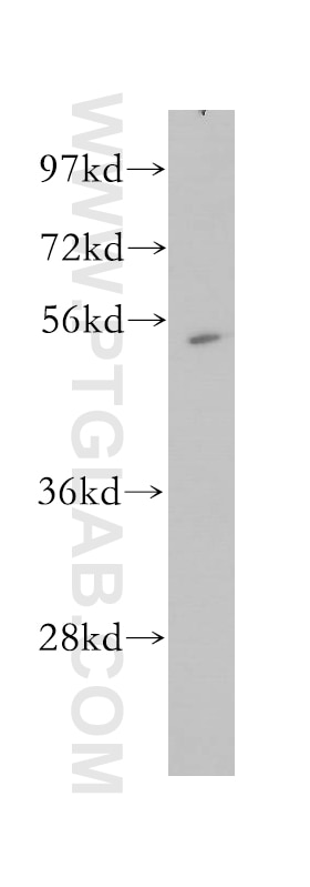 Western Blot (WB) analysis of A375 cells using MINA Polyclonal antibody (12214-1-AP)