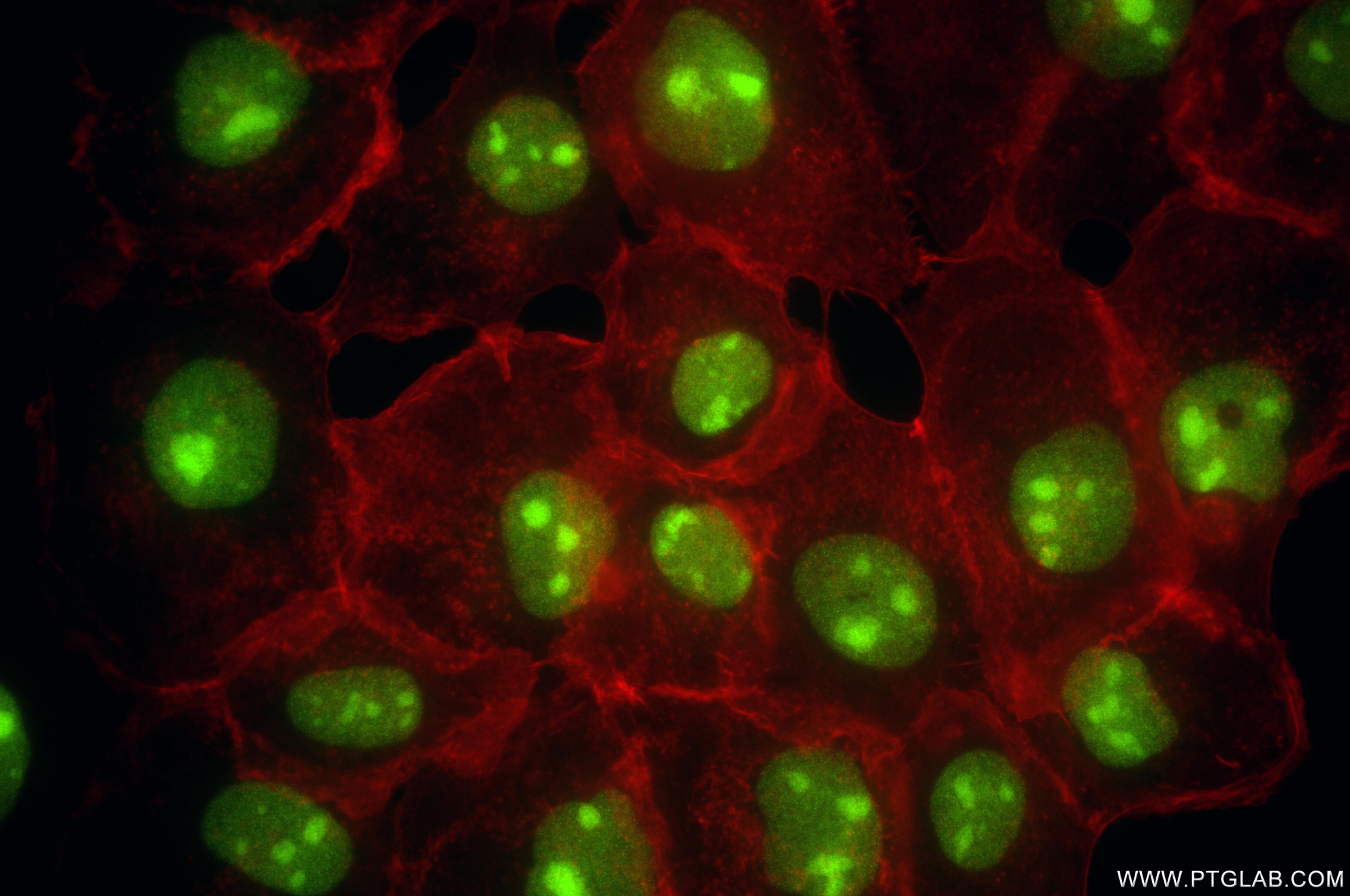 Immunofluorescent analysis of (4% PFA) fixed A431 cells using MINA antibody (86760-3-RR, Clone: 251692F5 ) at dilution of 1:1000 and CoraLite®488-Conjugated Goat Anti-Rabbit IgG(H+L) (SA00013-2), CL594-Phalloidin (red). This data was developed using the same antibody clone with 86760-3-PBS in a different storage buffer formulation. Immunofluorescence (IF) / fluorescent staining of A431 cells using MINA Recombinant monoclonal antibody (86760-3-RR)