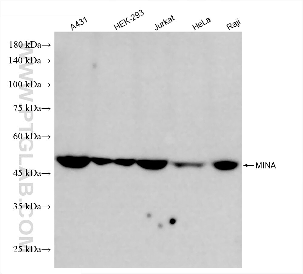 Various lysates were subjected to SDS PAGE followed by western blot with 86760-3-RR (MINA antibody) at dilution of 1:10000 incubated at room temperature for 1.5 hours. This data was developed using the same antibody clone with 86760-3-PBS in a different storage buffer formulation. Western Blot (WB) analysis of various lysates using MINA Recombinant monoclonal antibody (86760-3-RR)