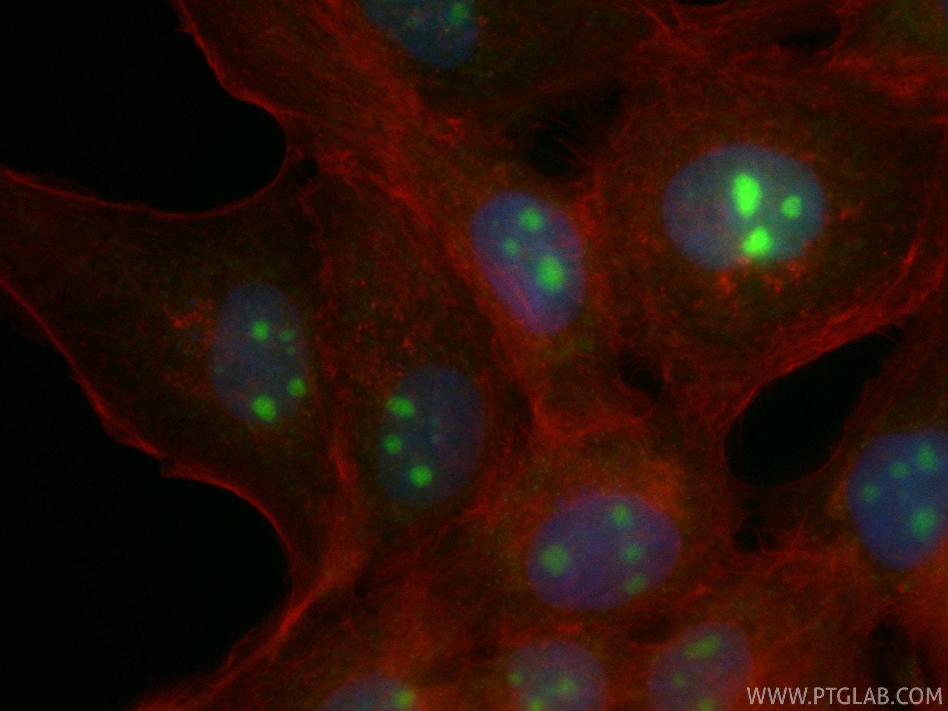 IF Staining of A431 using CL488-86760-3 Immunofluorescence (IF) / fluorescent staining of A431 cells using CoraLite® Plus 488-conjugated MINA Recombinant mon (CL488-86760-3)