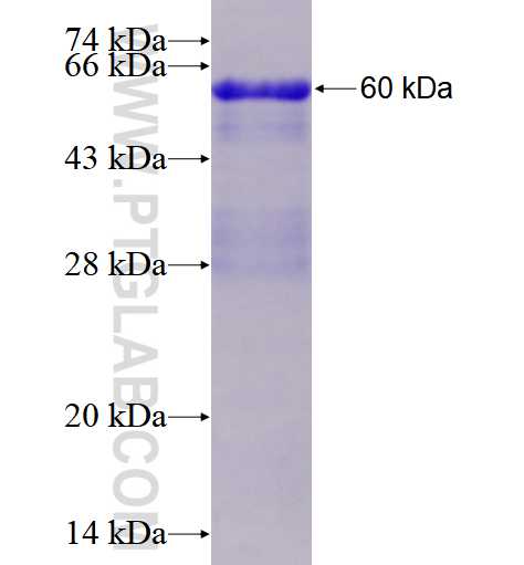MINA fusion protein Ag2838 SDS-PAGE