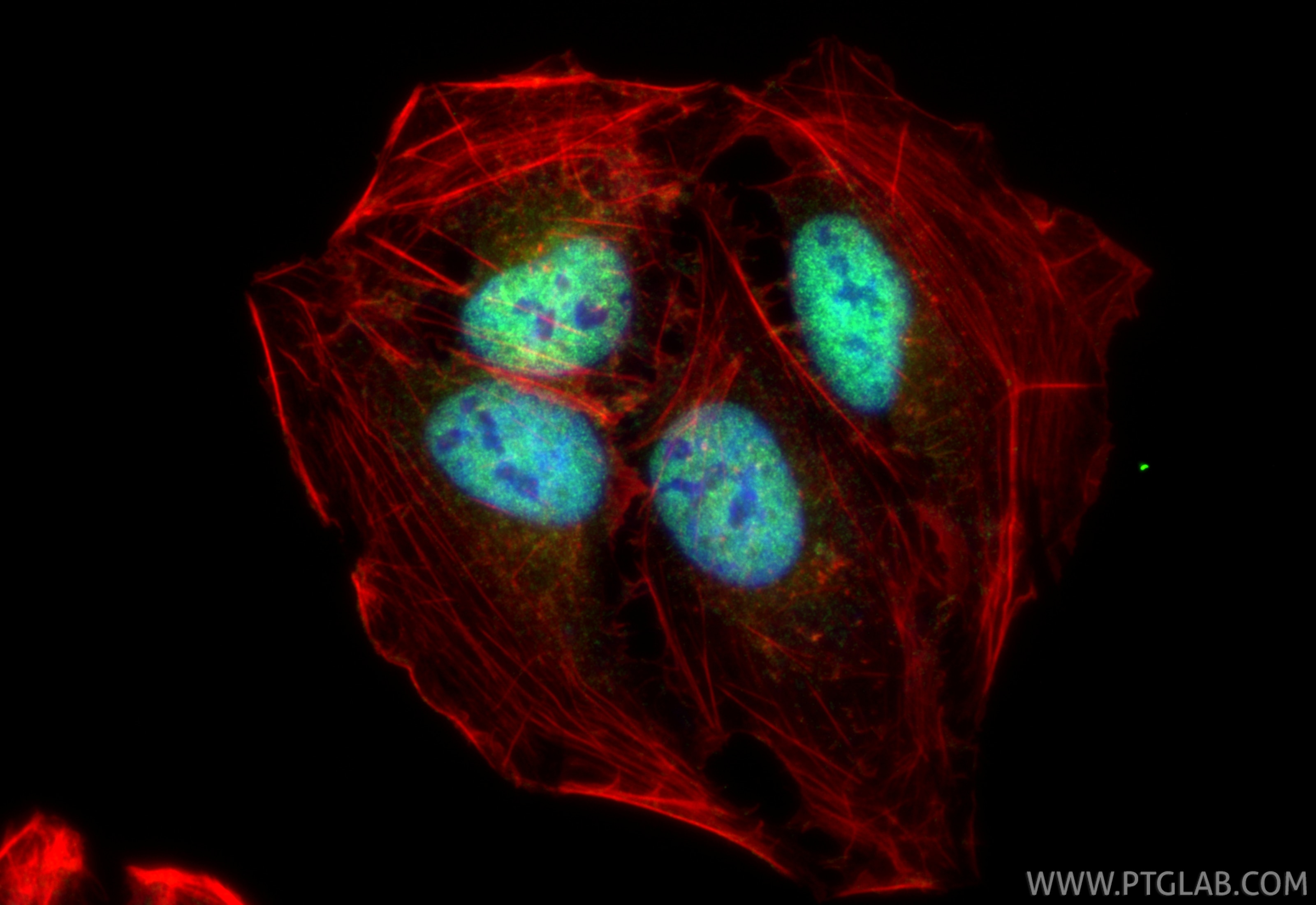 Immunofluorescence (IF) / fluorescent staining of U2OS cells using MINDY3 Polyclonal antibody (26478-1-AP)