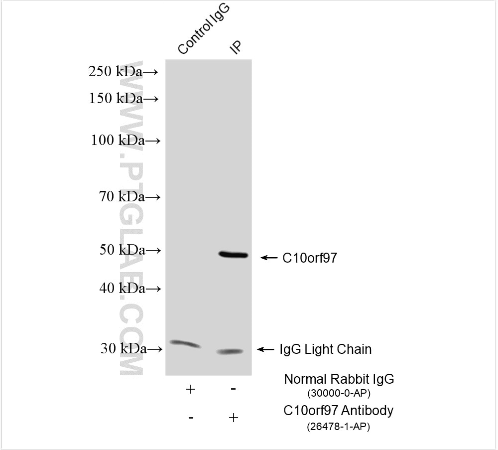 Immunoprecipitation (IP) experiment of HCT 116 cells using MINDY3 Polyclonal antibody (26478-1-AP)