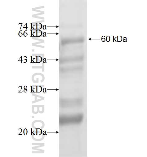MINK1 fusion protein Ag3795 SDS-PAGE