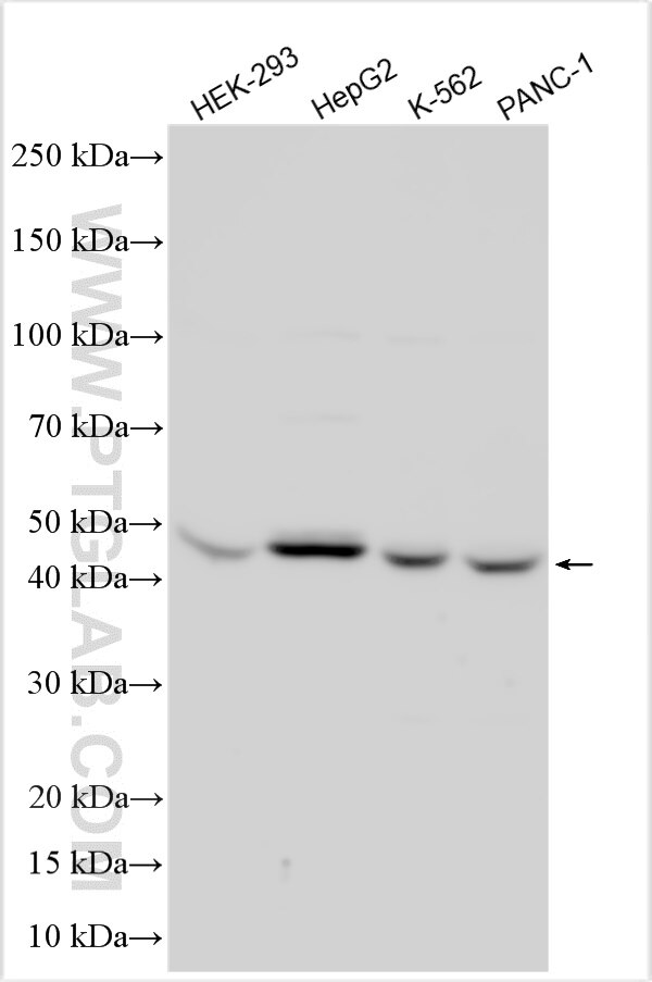Western Blot (WB) analysis of various lysates using MINPP1 Polyclonal antibody (24764-1-AP)