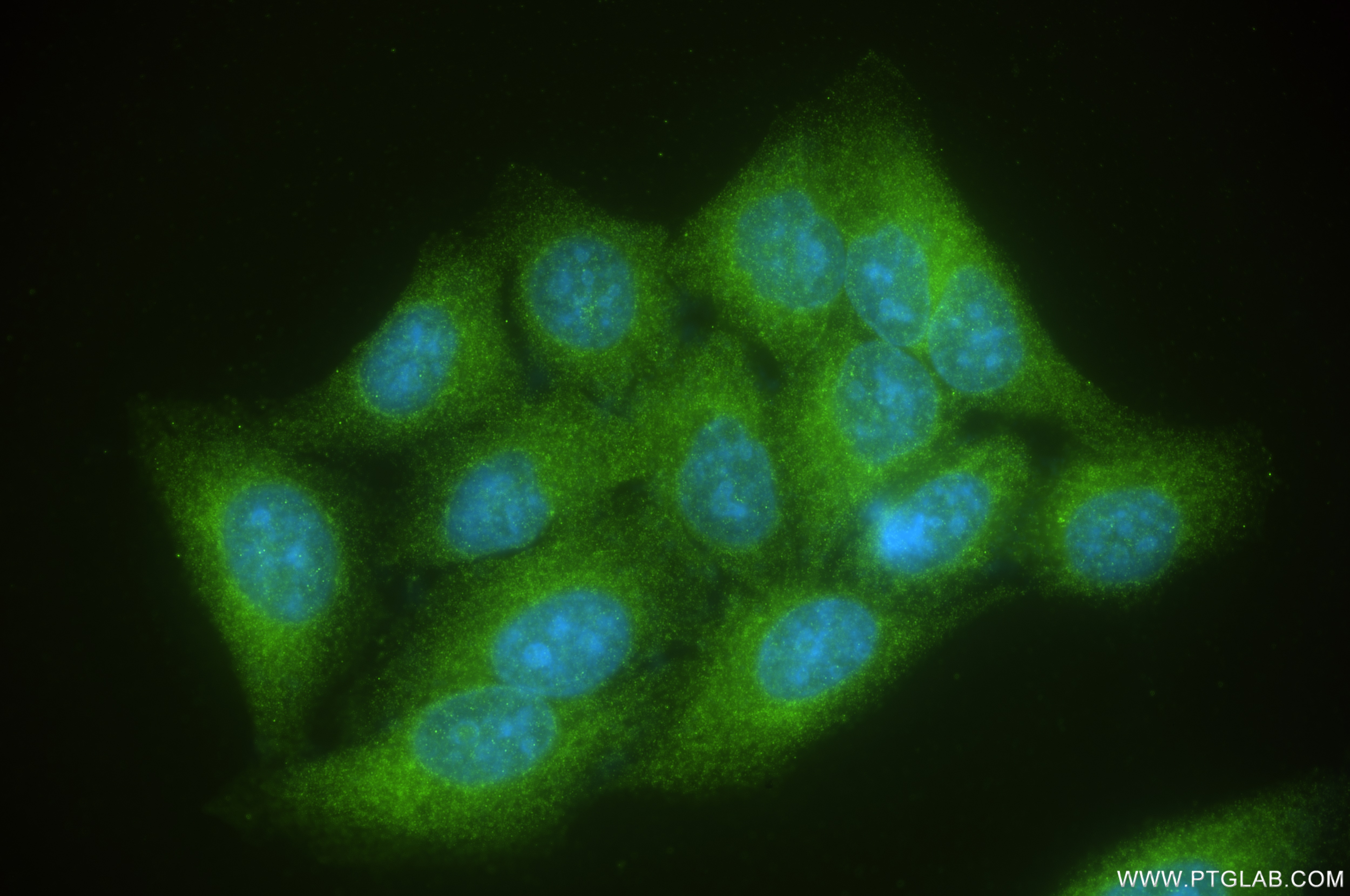 Immunofluorescence (IF) / fluorescent staining of HepG2 cells using MINPP1 Recombinant monoclonal antibody (87117-4-RR)