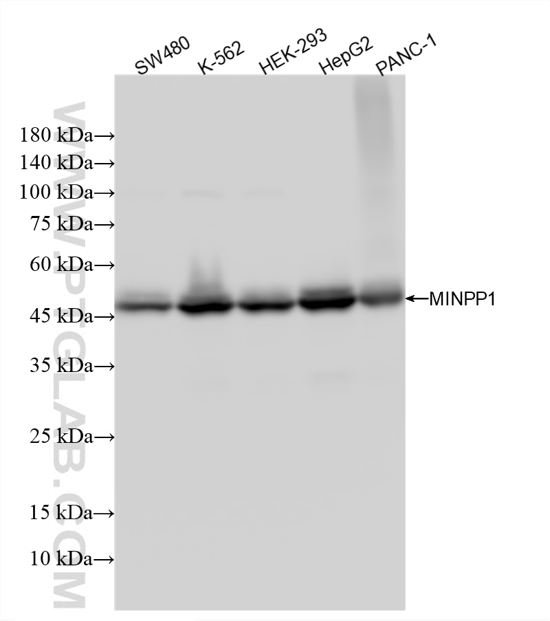 Western Blot (WB) analysis of various lysates using MINPP1 Recombinant monoclonal antibody (87117-4-RR)