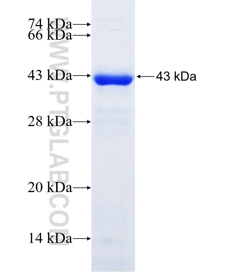 MINPP1 fusion protein Ag21410 SDS-PAGE