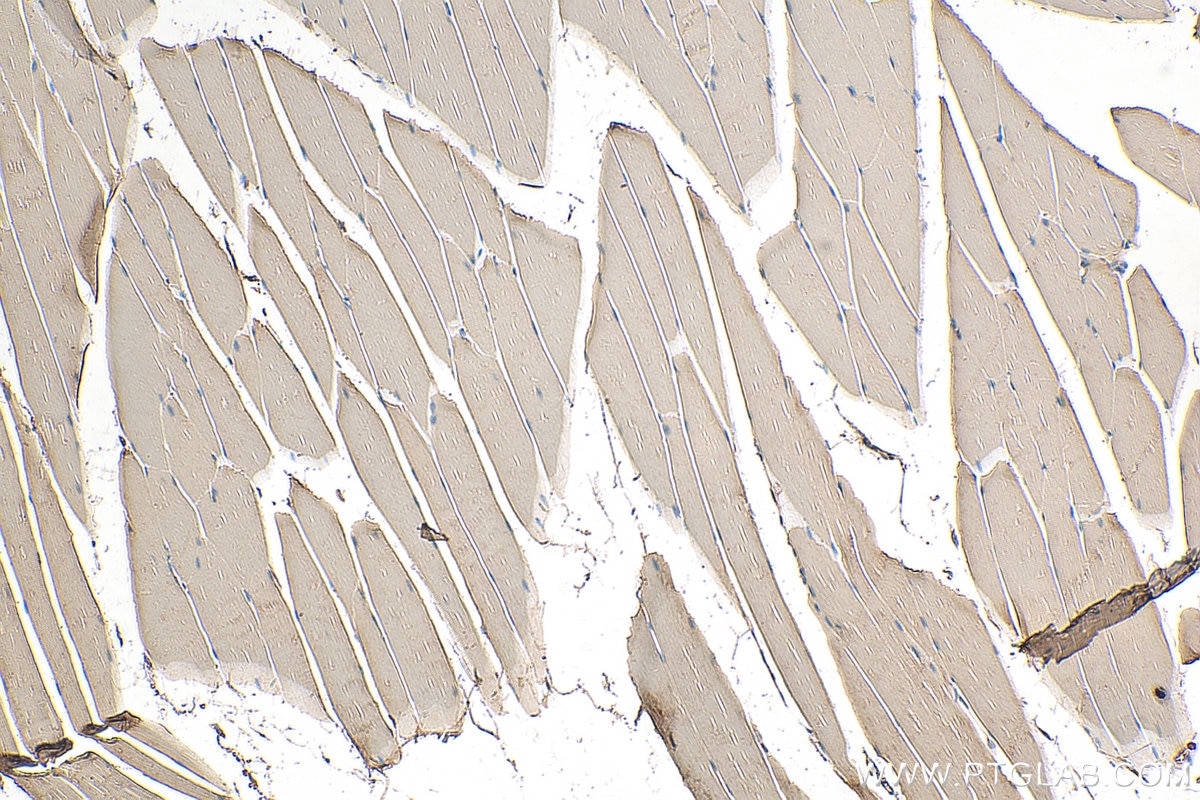 Immunohistochemistry (IHC) staining of mouse skeletal muscle tissue using MIOS Polyclonal antibody (20826-1-AP)