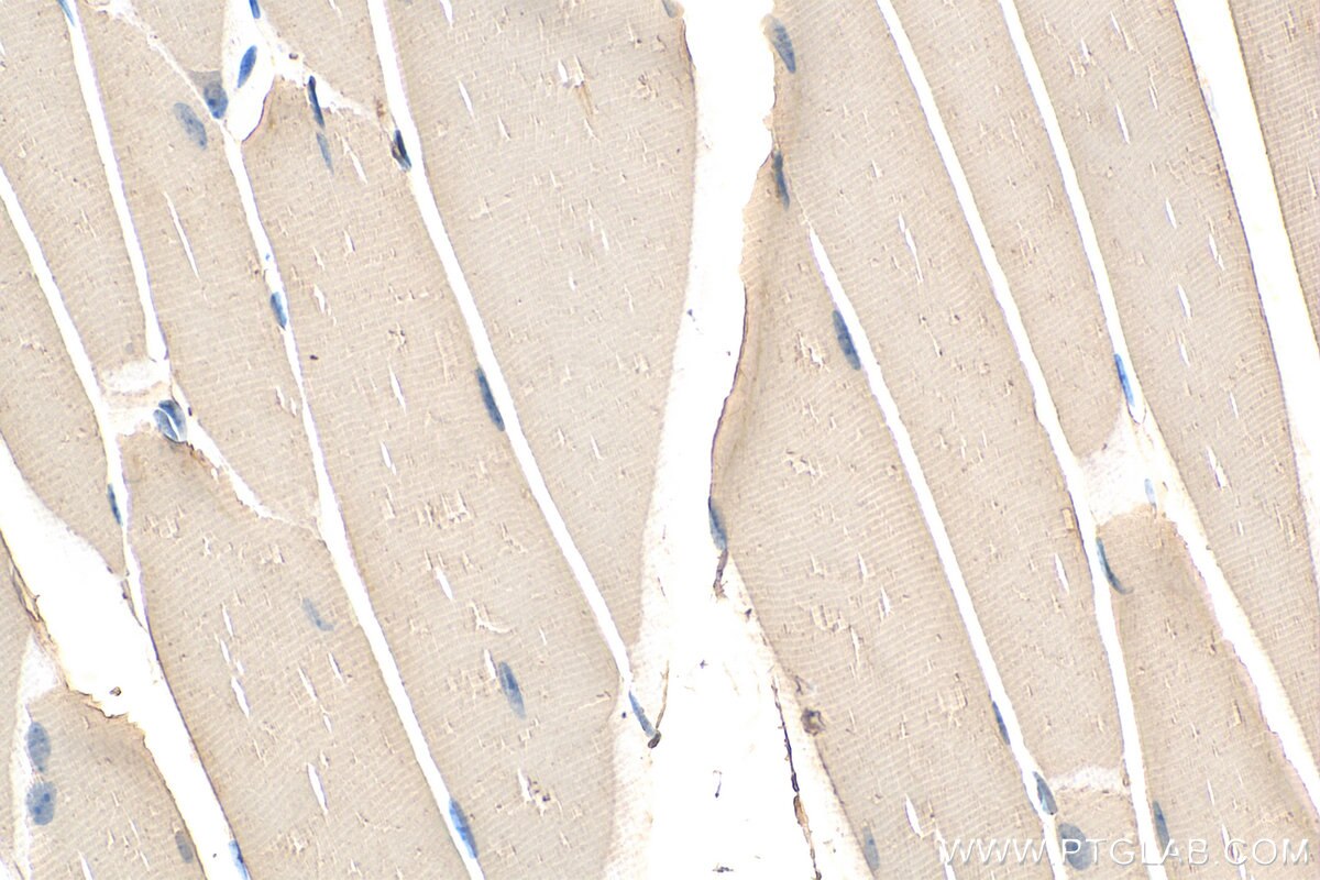 Immunohistochemistry (IHC) staining of mouse skeletal muscle tissue using MIOS Polyclonal antibody (20826-1-AP)