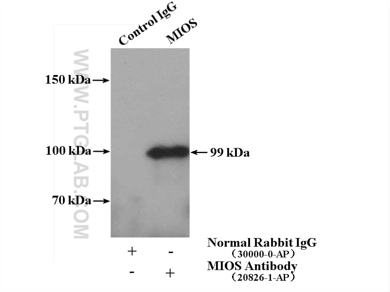 Immunoprecipitation (IP) experiment of HeLa cells using MIOS Polyclonal antibody (20826-1-AP)