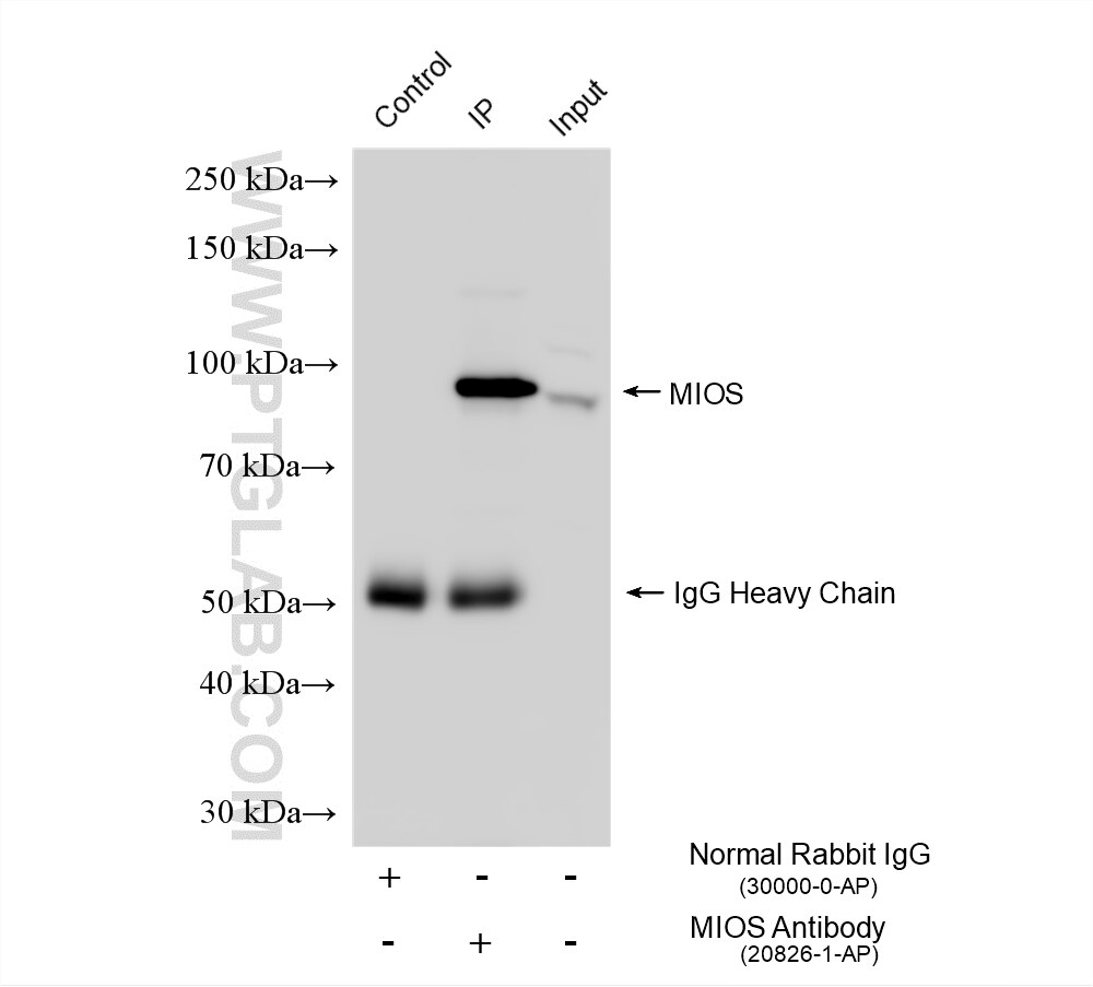 Immunoprecipitation (IP) experiment of K-562 cells using MIOS Polyclonal antibody (20826-1-AP)