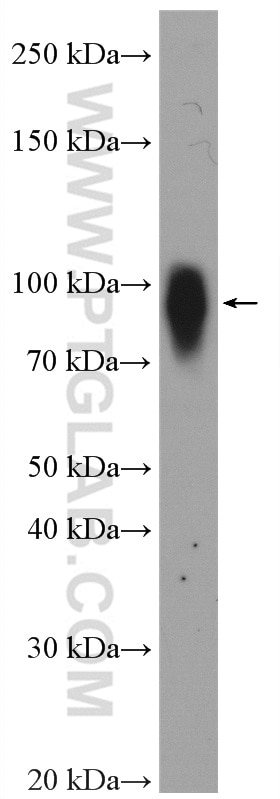 Western Blot (WB) analysis of rat liver tissue using MIOS Polyclonal antibody (20826-1-AP)