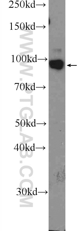 Western Blot (WB) analysis of PC-3 cells using MIOS Polyclonal antibody (20826-1-AP)