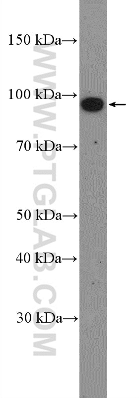 Western Blot (WB) analysis of K-562 cells using MIOS Polyclonal antibody (20826-1-AP)