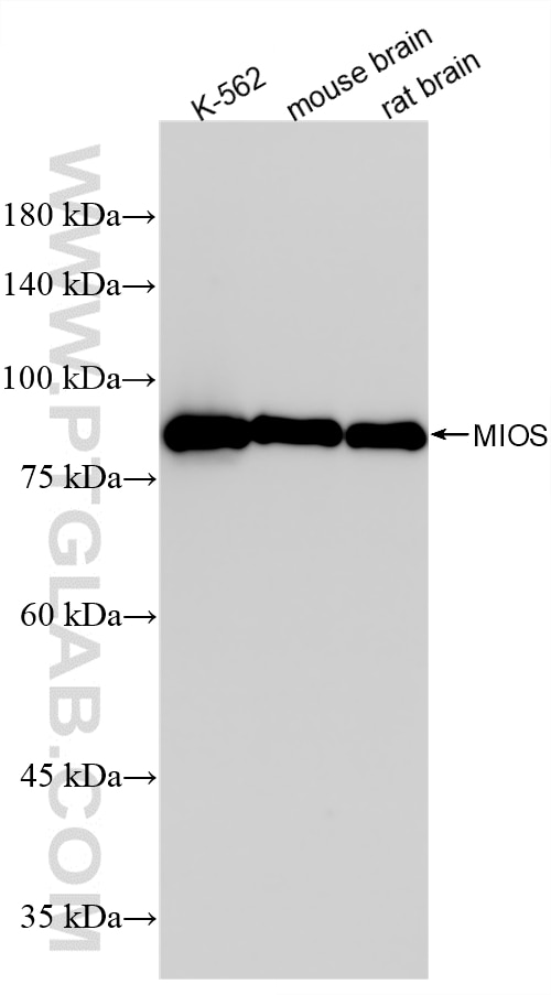 Various lysates were subjected to SDS PAGE followed by western blot with 83856-5-RR (MIOS antibody) at dilution of 1:5000 incubated at room temperature for 1.5 hours. This data was developed using the same antibody clone with 83856-5-PBS in a different storage buffer formulation. Western Blot (WB) analysis of various lysates using MIOS Recombinant monoclonal antibody (83856-5-RR)