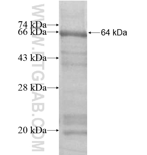MIOS fusion protein Ag14802 SDS-PAGE