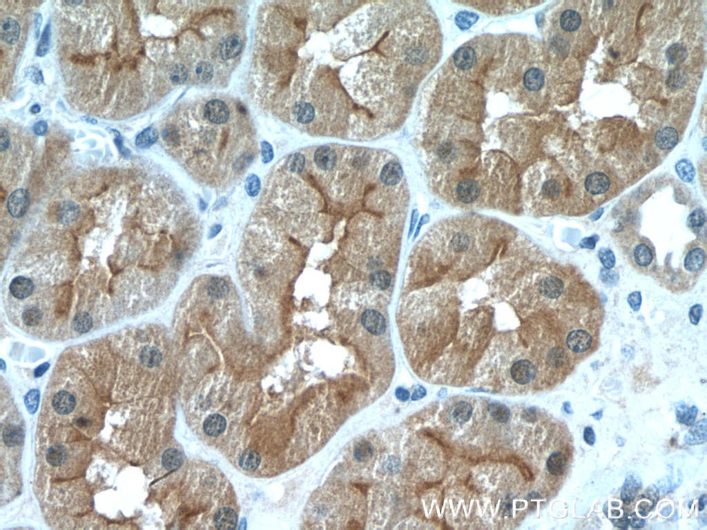 Immunohistochemistry (IHC) staining of human kidney tissue using MIOX Polyclonal antibody (17623-1-AP)