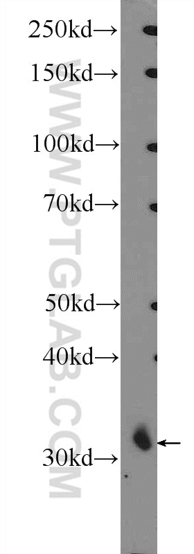 Western Blot (WB) analysis of rat kidney tissue using MIOX Polyclonal antibody (17623-1-AP)