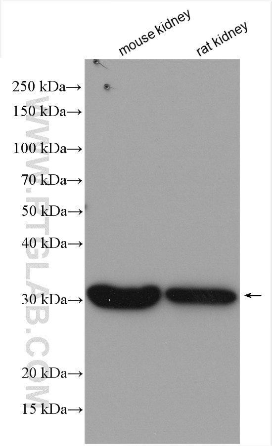 Western Blot (WB) analysis of various lysates using MIOX Polyclonal antibody (17623-1-AP)