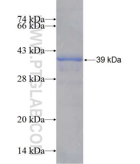 MIOX fusion protein Ag11740 SDS-PAGE