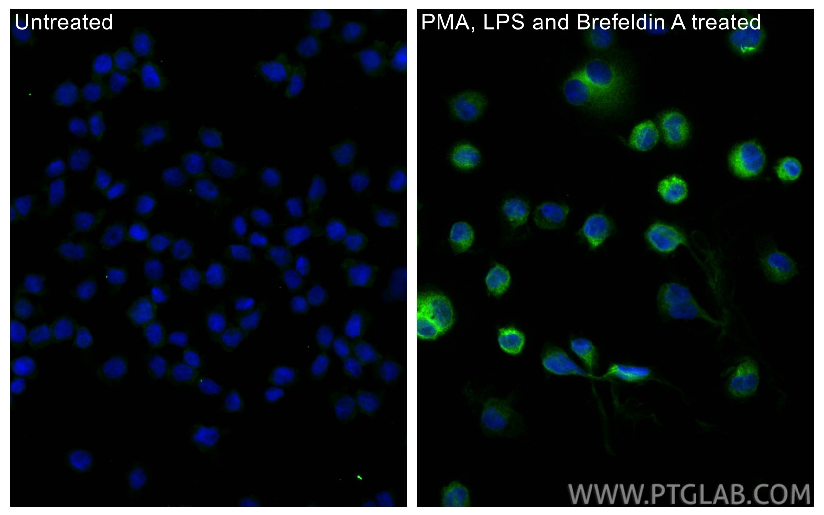 Immunofluorescence (IF) / fluorescent staining of THP-1 cells using CCL3/MIP-1 alpha Polyclonal antibody (27441-1-AP)