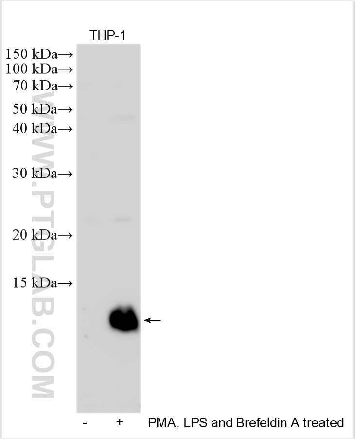 Western Blot (WB) analysis of various lysates using MIP-1 alpha/CCL3 Polyclonal antibody (27441-1-AP)