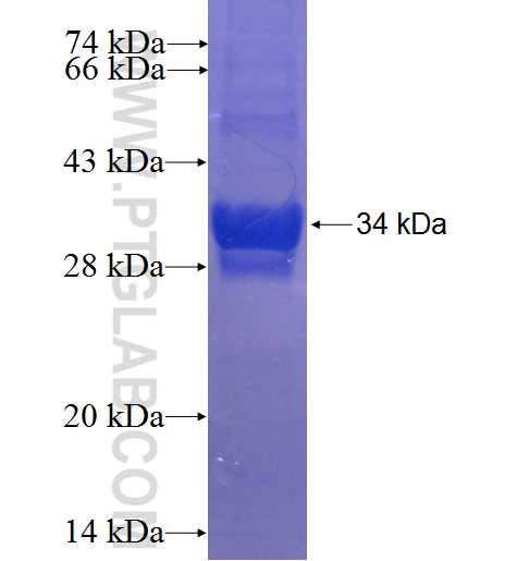 MIP-3α fusion protein Ag24069 SDS-PAGE