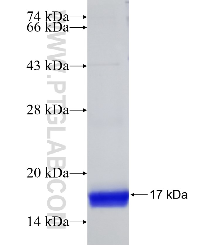 MIP-3α fusion protein Ag24486 SDS-PAGE