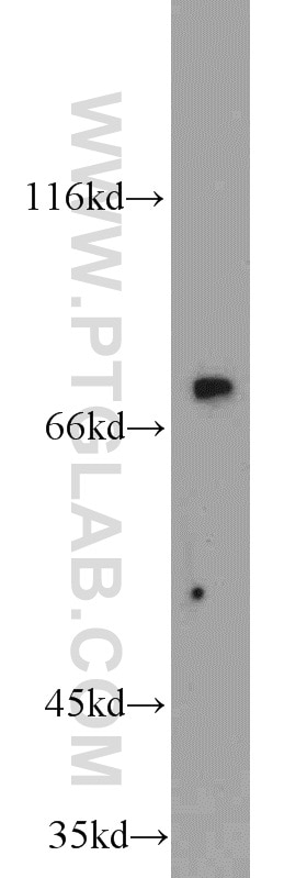 Western Blot (WB) analysis of MCF-7 cells using MIPEP Polyclonal antibody (11002-1-AP)