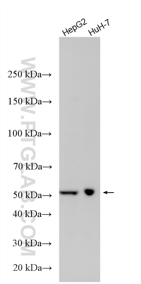 WB analysis using 14158-1-AP (same clone as 14158-1-PBS) Western Blot (WB) analysis of various lysates using MIPOL1 Polyclonal antibody (14158-1-AP)