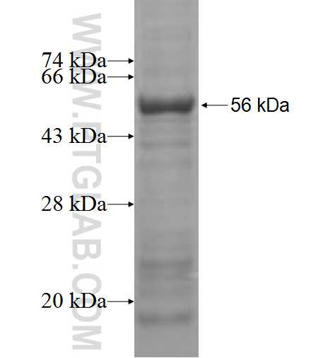 MIPOL1 fusion protein Ag5340 SDS-PAGE