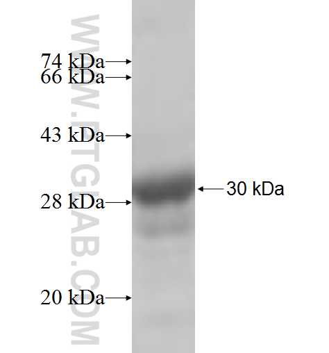 MIPOL1 fusion protein Ag5641 SDS-PAGE