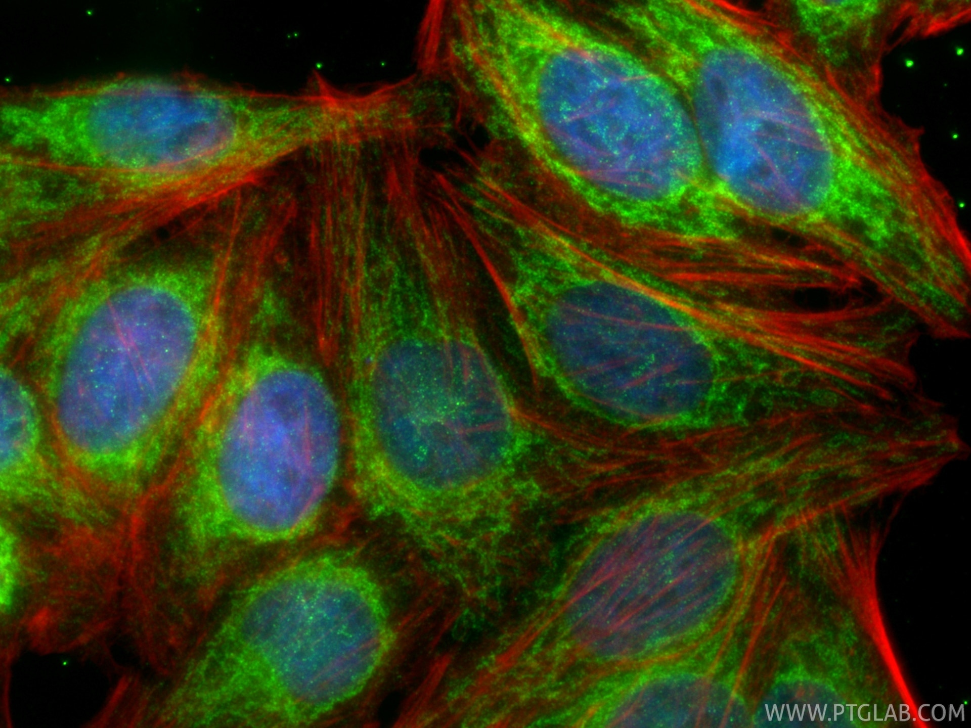 Immunofluorescence (IF) / fluorescent staining of HepG2 cells using MIRO2 Recombinant monoclonal antibody (88330-1-RR)