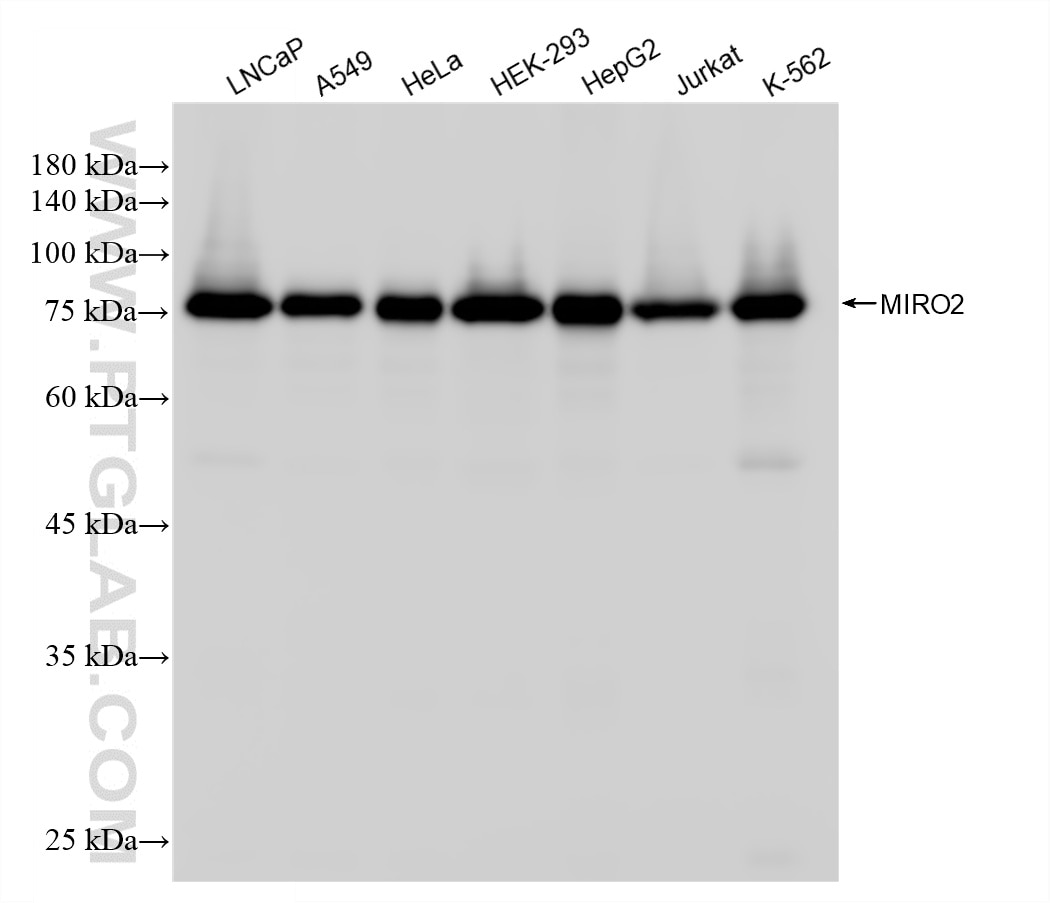Western Blot (WB) analysis of various lysates using MIRO2 Recombinant monoclonal antibody (88330-1-RR)