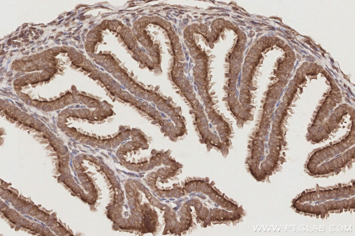 IHC staining of mouse ovary using 19820-1-AP Immunohistochemistry (IHC) staining of mouse ovary tissue using MIS12 Polyclonal antibody (19820-1-AP)