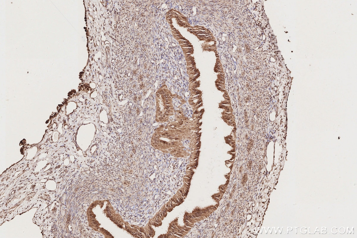 IHC staining of rat ovary using 19820-1-AP Immunohistochemistry (IHC) staining of rat ovary tissue using MIS12 Polyclonal antibody (19820-1-AP)