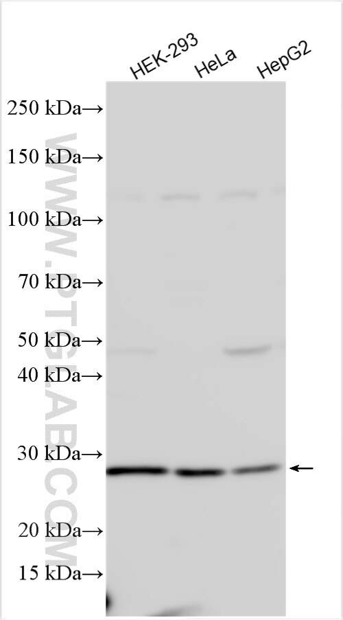 Western Blot (WB) analysis of various lysates using MIS12 Polyclonal antibody (19820-1-AP)