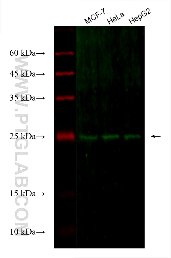 Western Blot (WB) analysis of various lysates using CoraLite® Plus 488-conjugated MIS12 Monoclonal ant (CL488-67475)