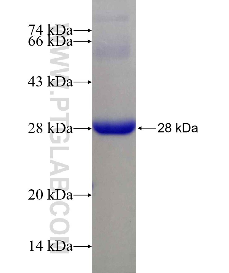 MIS12 fusion protein Ag16826 SDS-PAGE