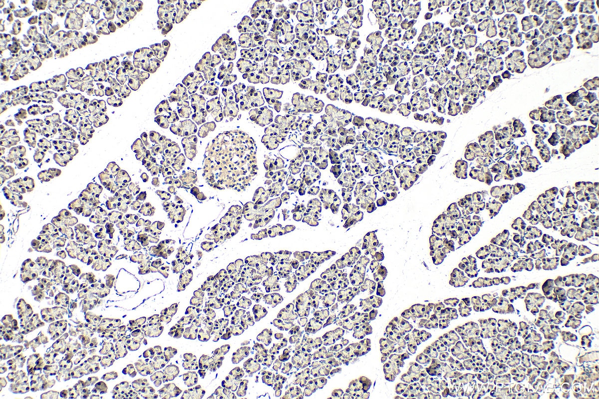 IHC staining of mouse pancreas using 29853-1-AP (same clone as 29853-1-PBS) Immunohistochemistry (IHC) staining of mouse pancreas tissue using MIST1 Polyclonal antibody (29853-1-AP)