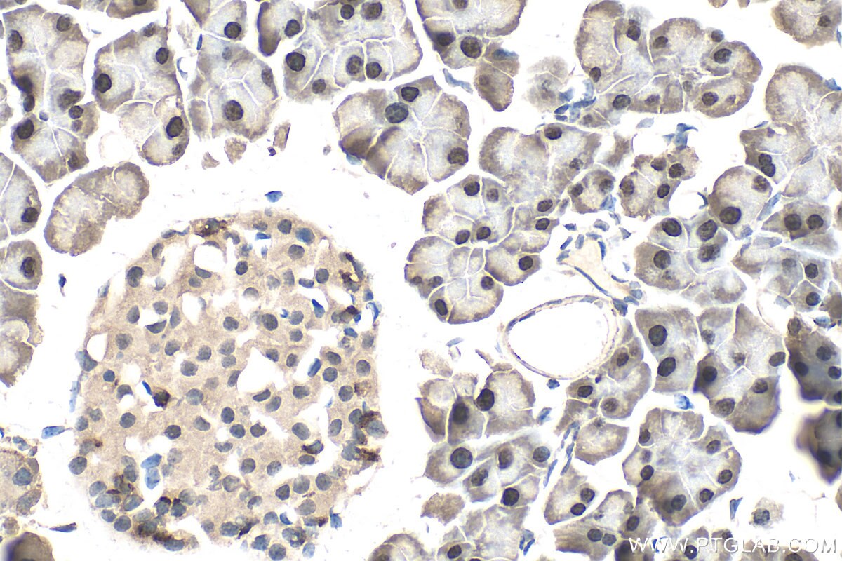 IHC staining of mouse pancreas using 29853-1-AP (same clone as 29853-1-PBS) Immunohistochemistry (IHC) staining of mouse pancreas tissue using MIST1 Polyclonal antibody (29853-1-AP)