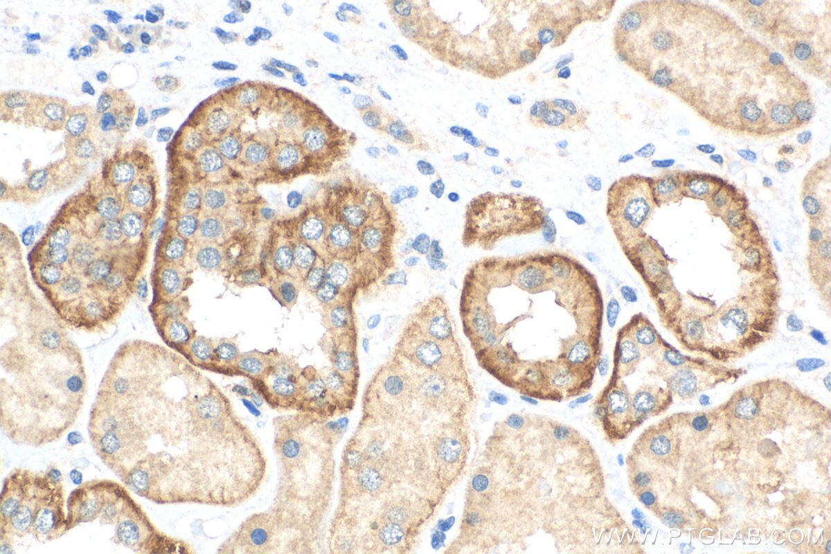 IHC staining of human kidney using 17264-1-AP